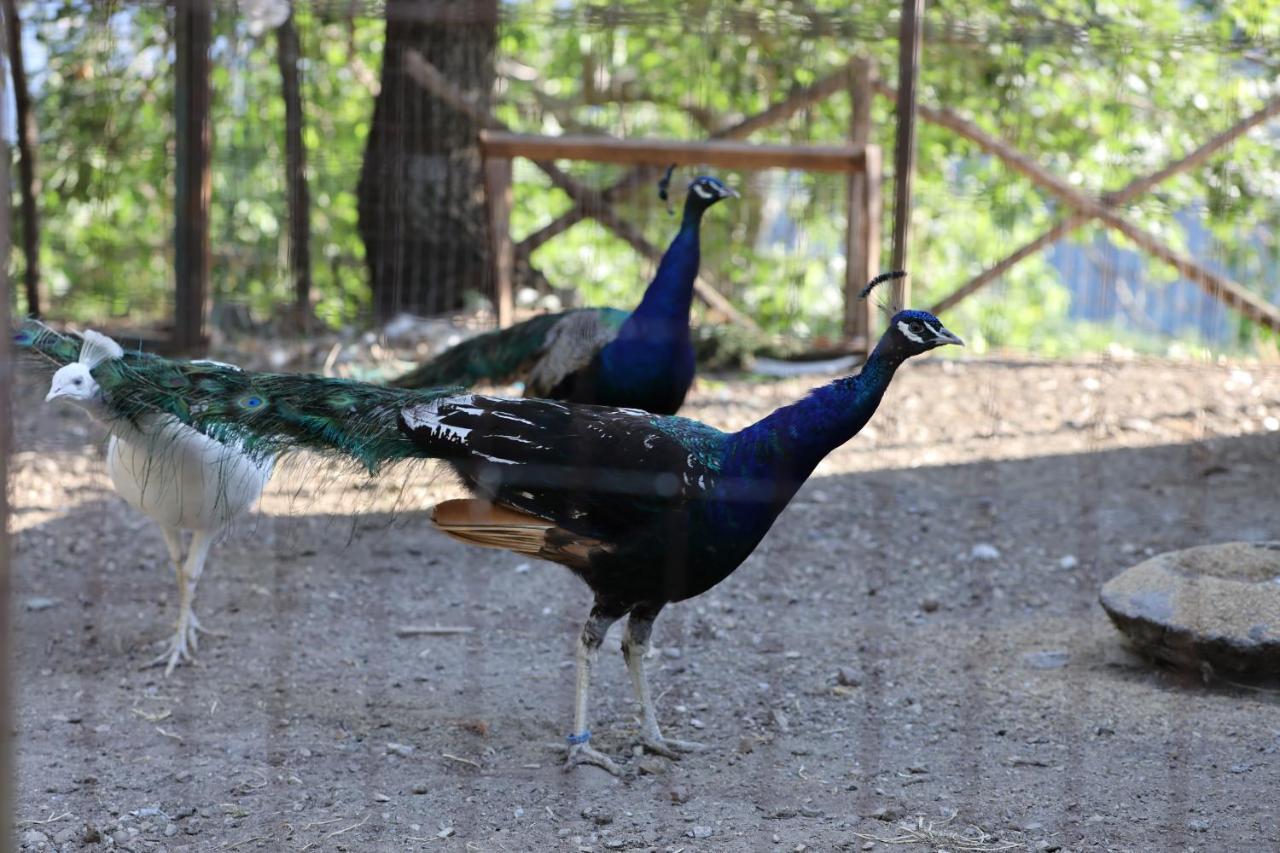 Motta Camastra Agriturismo San Cataldo מראה חיצוני תמונה