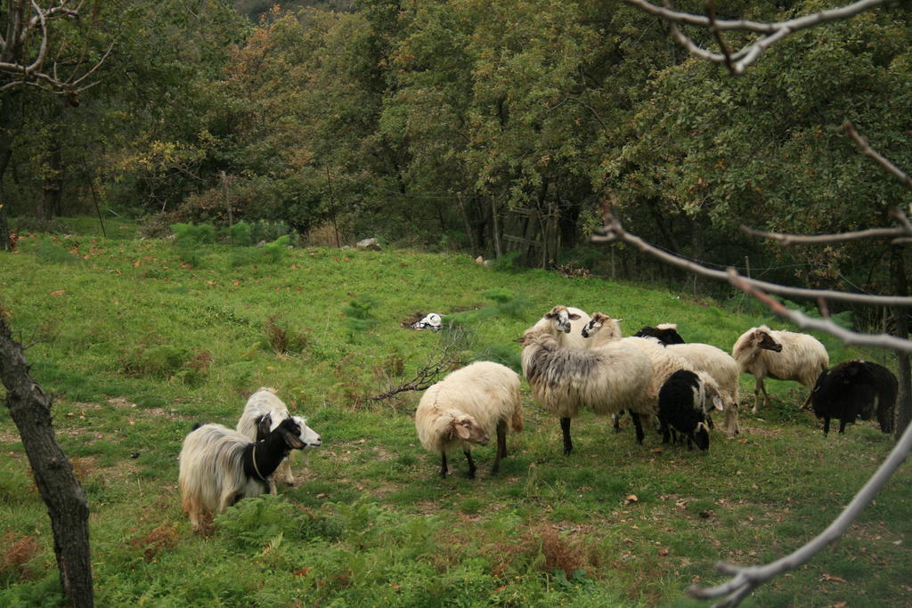Motta Camastra Agriturismo San Cataldo מראה חיצוני תמונה